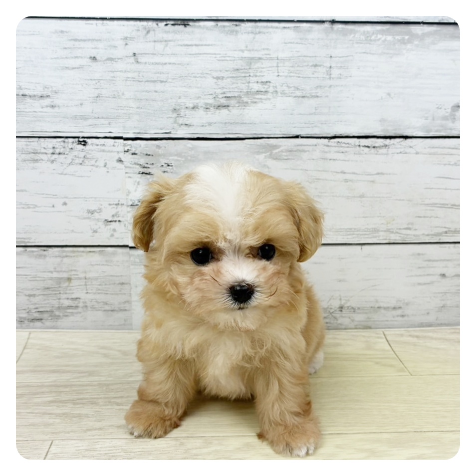 滋賀県のマルプー(マルチーズ×プードル) (犬の家＆猫の里近江八幡店/2025年9月8日生まれ/女の子/クリームホワイト)の子犬