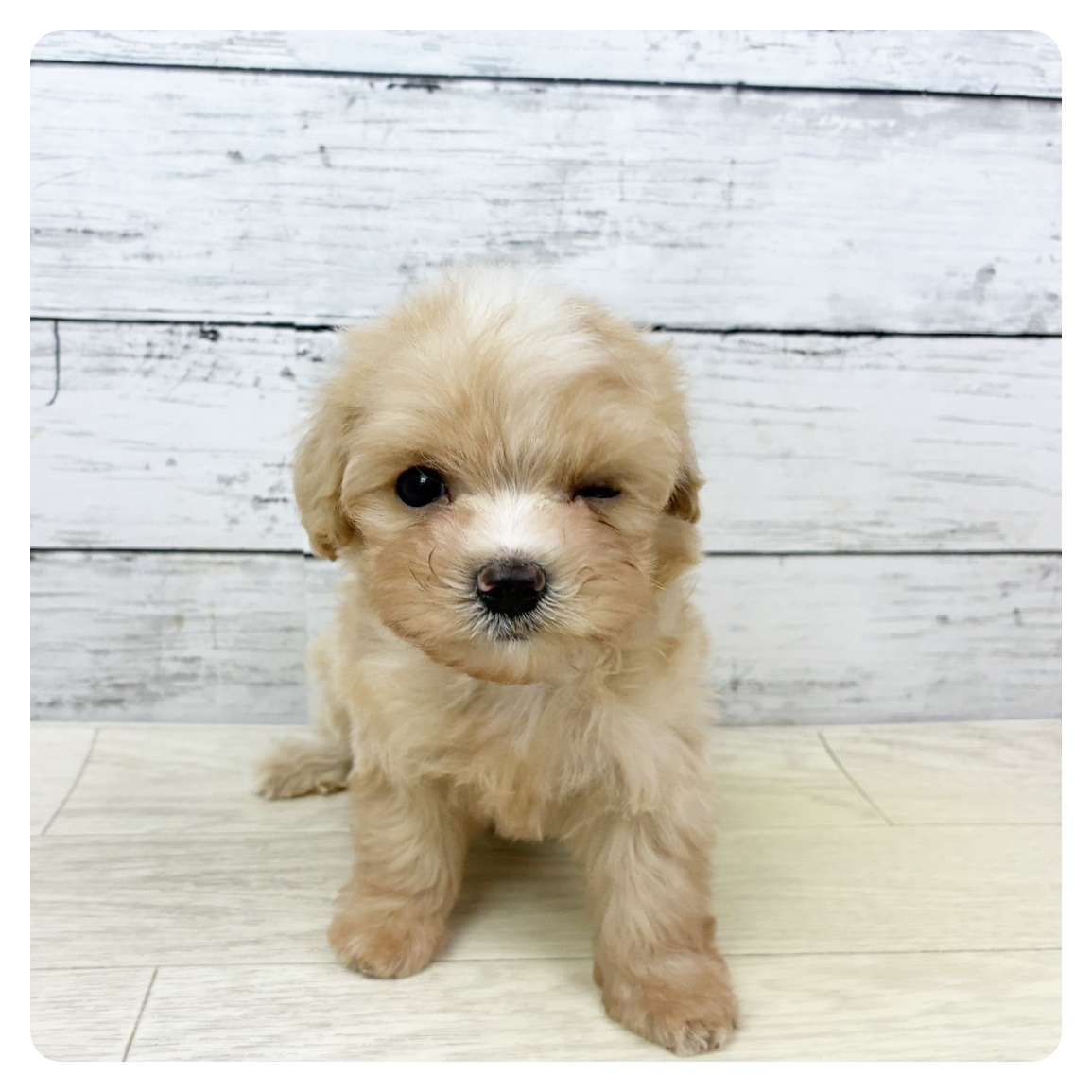 京都府のマルプー(マルチーズ×プードル) (犬の家＆猫の里京都精華店/2025年9月8日生まれ/男の子/クリームホワイト)の子犬