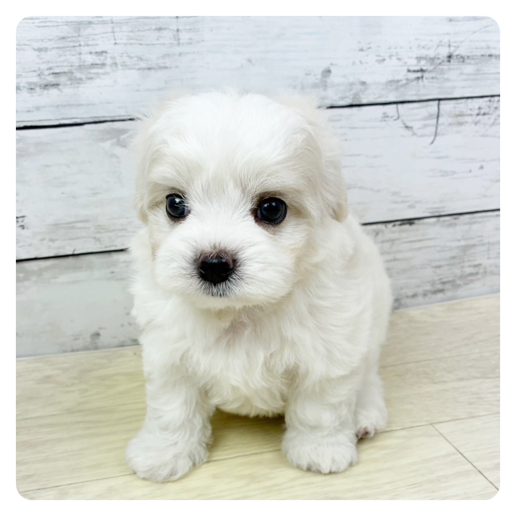 滋賀県のハーフ犬・ミックス犬 (犬の家＆猫の里近江八幡店/2025年9月8日生まれ/男の子/ホワイト)の子犬