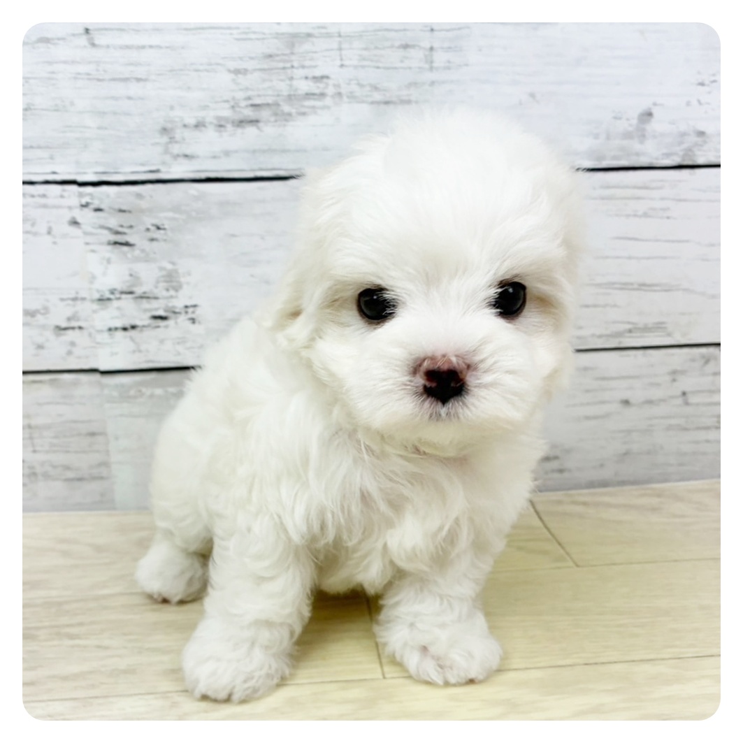 大阪府のハーフ犬・ミックス犬 (犬の家＆猫の里吹田店/2025年9月8日生まれ/女の子/ホワイト)の子犬の2枚目の画像