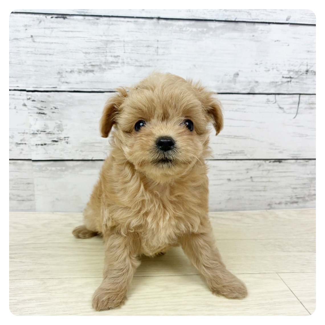 滋賀県のチワプー/プーチー(チワワ×プードル) (犬の家＆猫の里長浜店/2025年9月10日生まれ/女の子/クリーム)の子犬の2枚目の画像