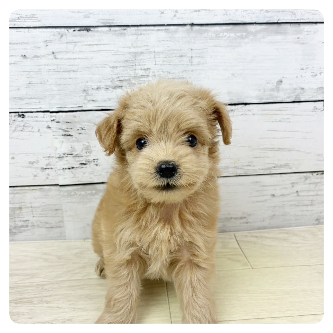 大阪府のチワプー/プーチー(チワワ×プードル) (犬の家＆猫の里吹田店/2025年9月10日生まれ/男の子/クリーム)の子犬の2枚目の画像