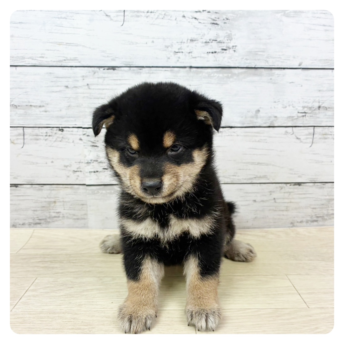 滋賀県の柴犬(標準サイズ) (犬の家＆猫の里近江八幡店/2025年9月1日生まれ/男の子/黒)の子犬