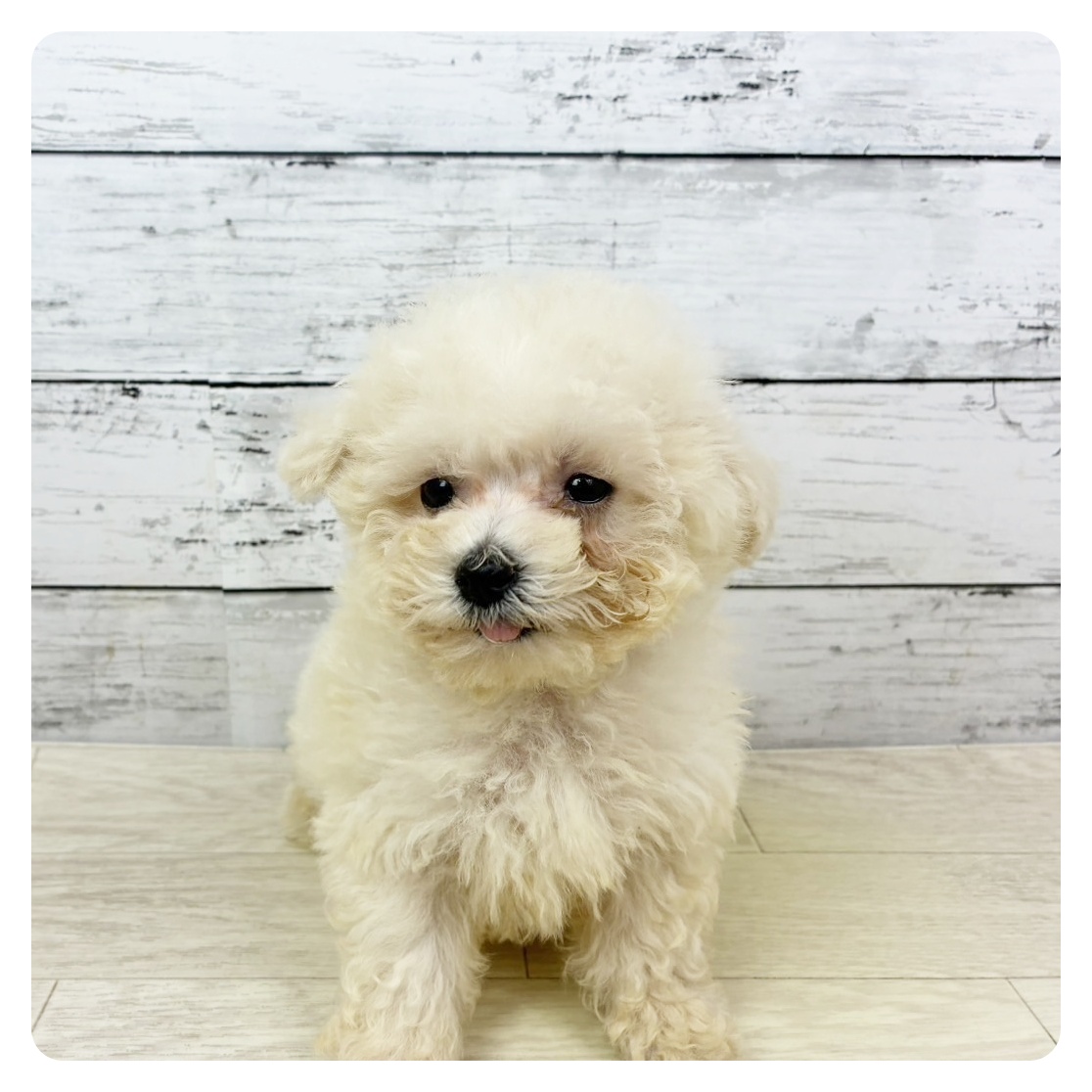 滋賀県のビションプー(ビションフリーゼ×プードル) (犬の家＆猫の里長浜店/2025年9月11日生まれ/男の子/クリーム)の子犬の2枚目の画像