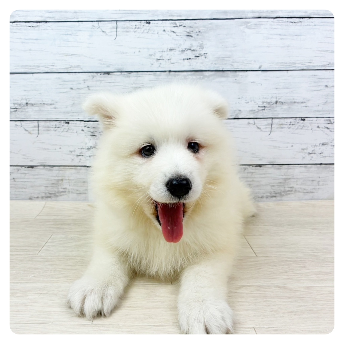 滋賀県のサモエド (犬の家＆猫の里近江八幡店/2025年9月1日生まれ/女の子/ホワイト)の子犬