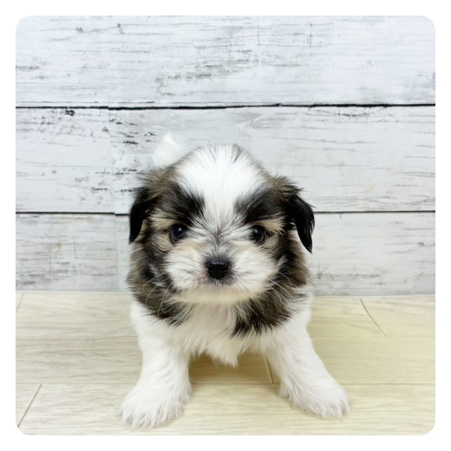 京都府のチワズー/チワシーズ(チワワ×シーズー) (犬の家＆猫の里京都精華店/2025年9月10日生まれ/男の子/ホワイトゴールド)の子犬