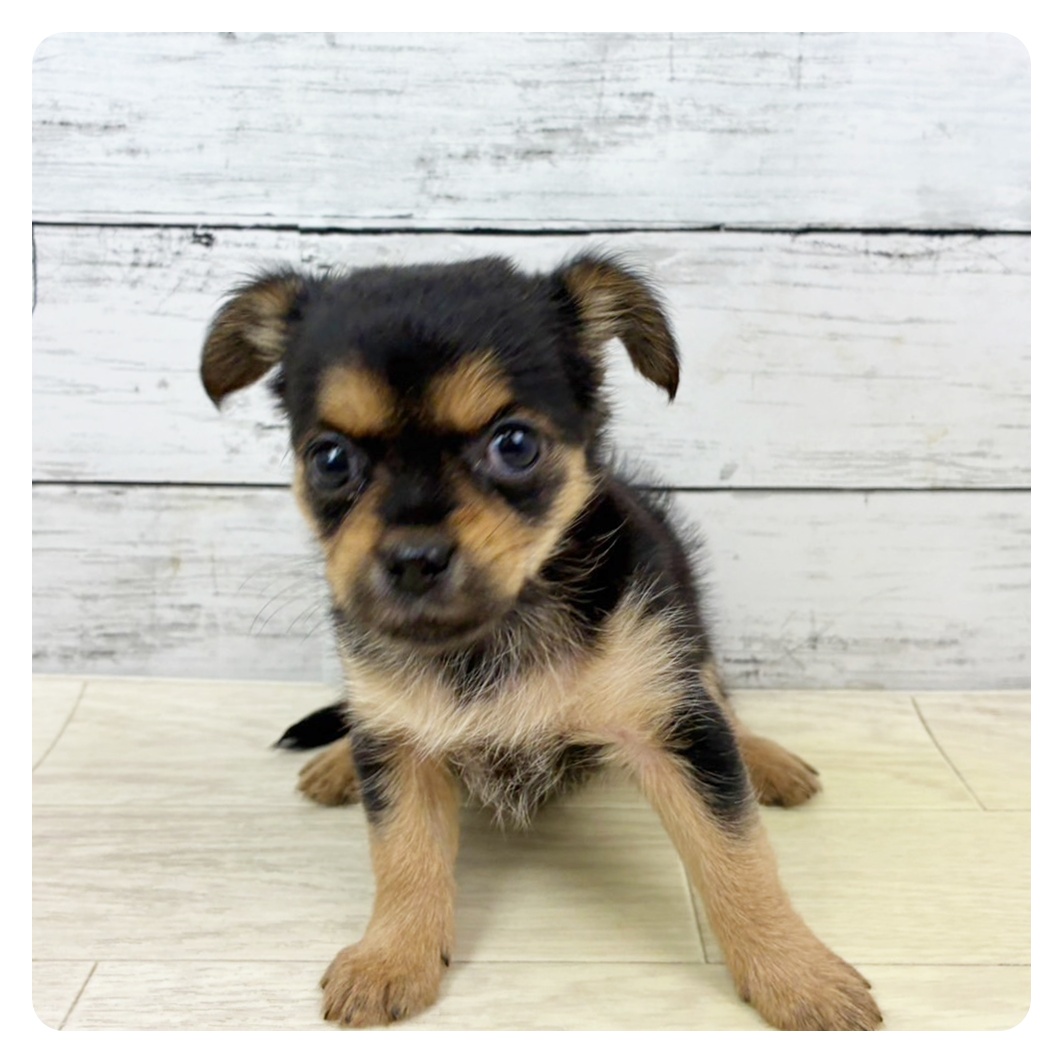 兵庫県のヨーチー/チワキー/チワヨーキー(ヨークシャーテリア×チワワ) (犬の家＆猫の里ニッケパークタウン加古川店/2025年9月6日生まれ/女の子/ブラックタン)の子犬