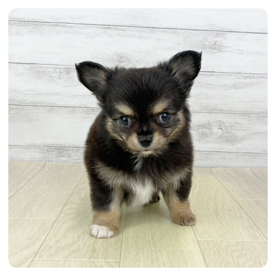 愛知県のチワワ(ロング) (犬の家＆猫の里春日井本店/2025年9月3日生まれ/男の子/ブラッククリーム)の子犬の2枚目の画像