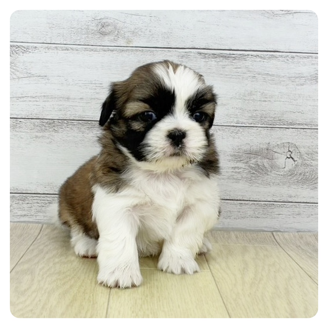 愛知県のシーズー (犬の家＆猫の里MiO香久山店/2025年9月12日生まれ/女の子/ゴールドホワイト)の子犬の2枚目の画像