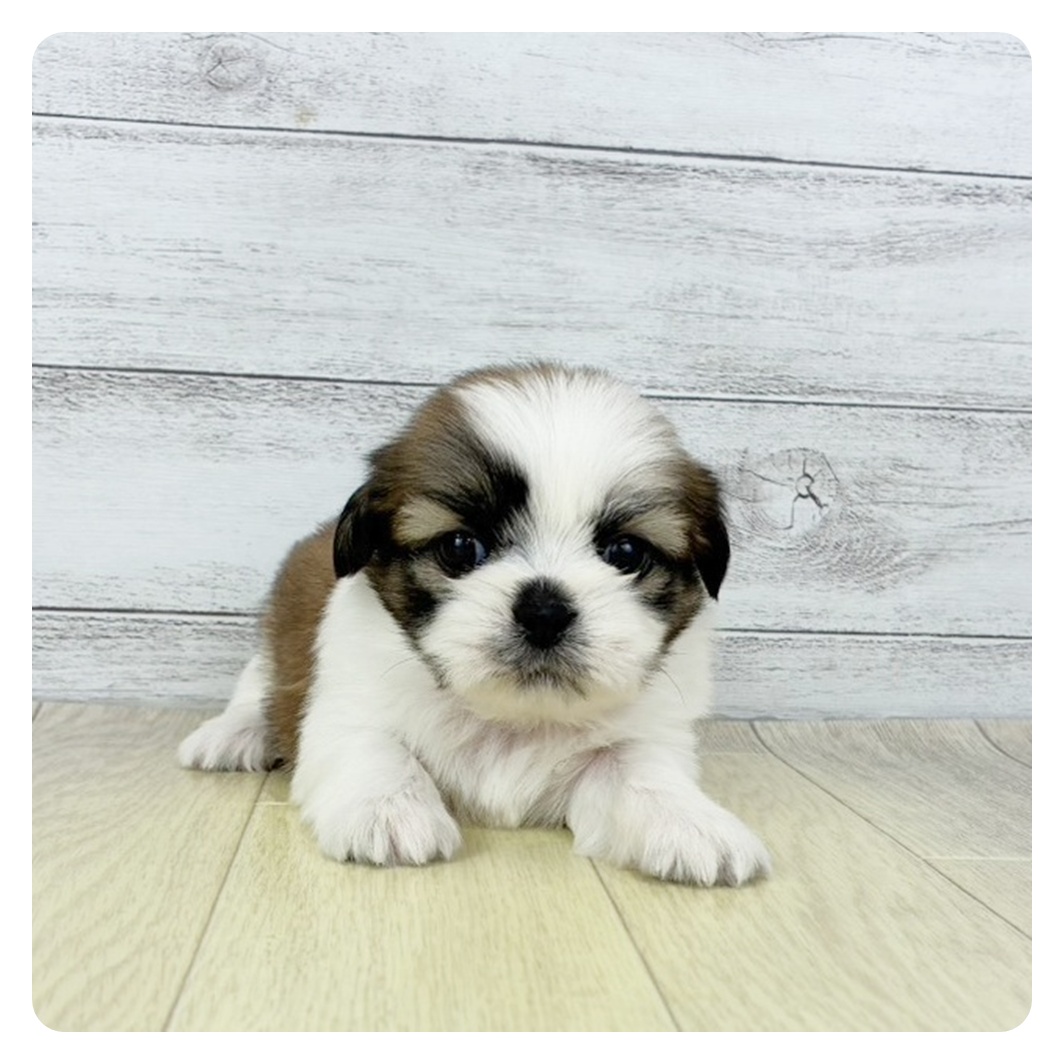 愛知県のシーズー (犬の家＆猫の里春日井本店/2025年9月12日生まれ/女の子/ゴールドホワイト)の子犬の2枚目の画像