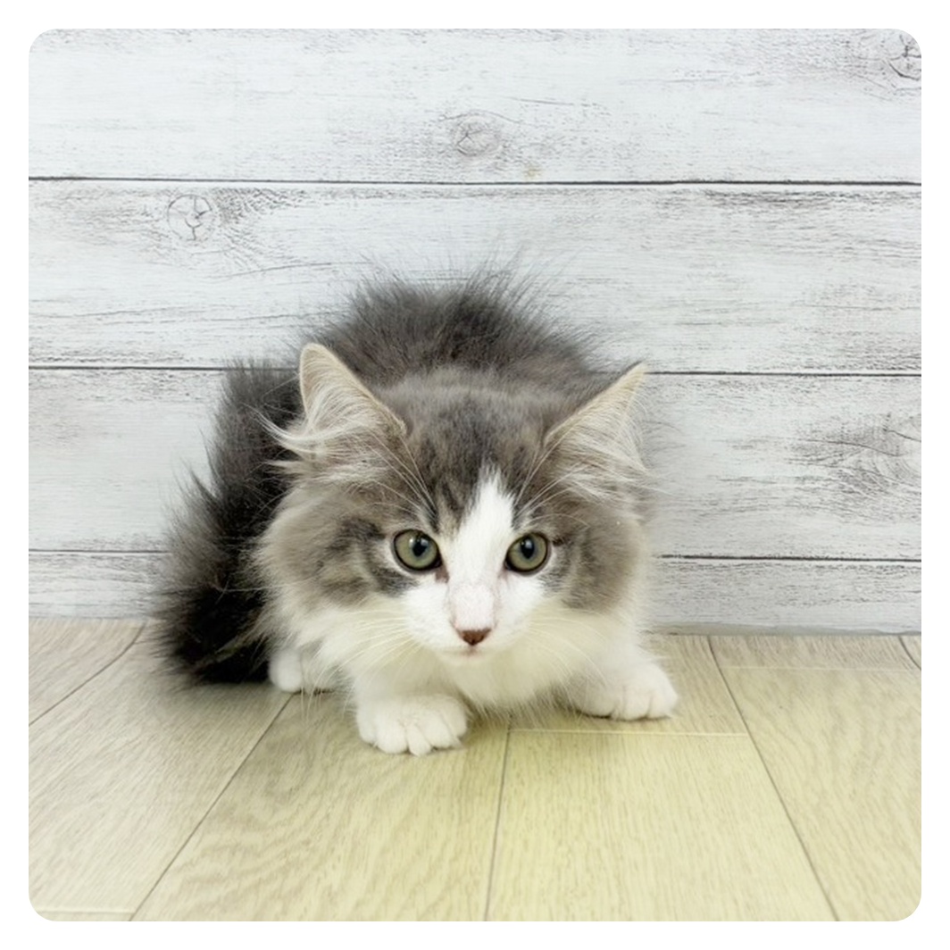 滋賀県のノルウェージャンフォレストキャット (犬の家＆猫の里近江八幡店/2025年9月11日生まれ/男の子/ブルータビーホワイト)の子猫の2枚目の画像