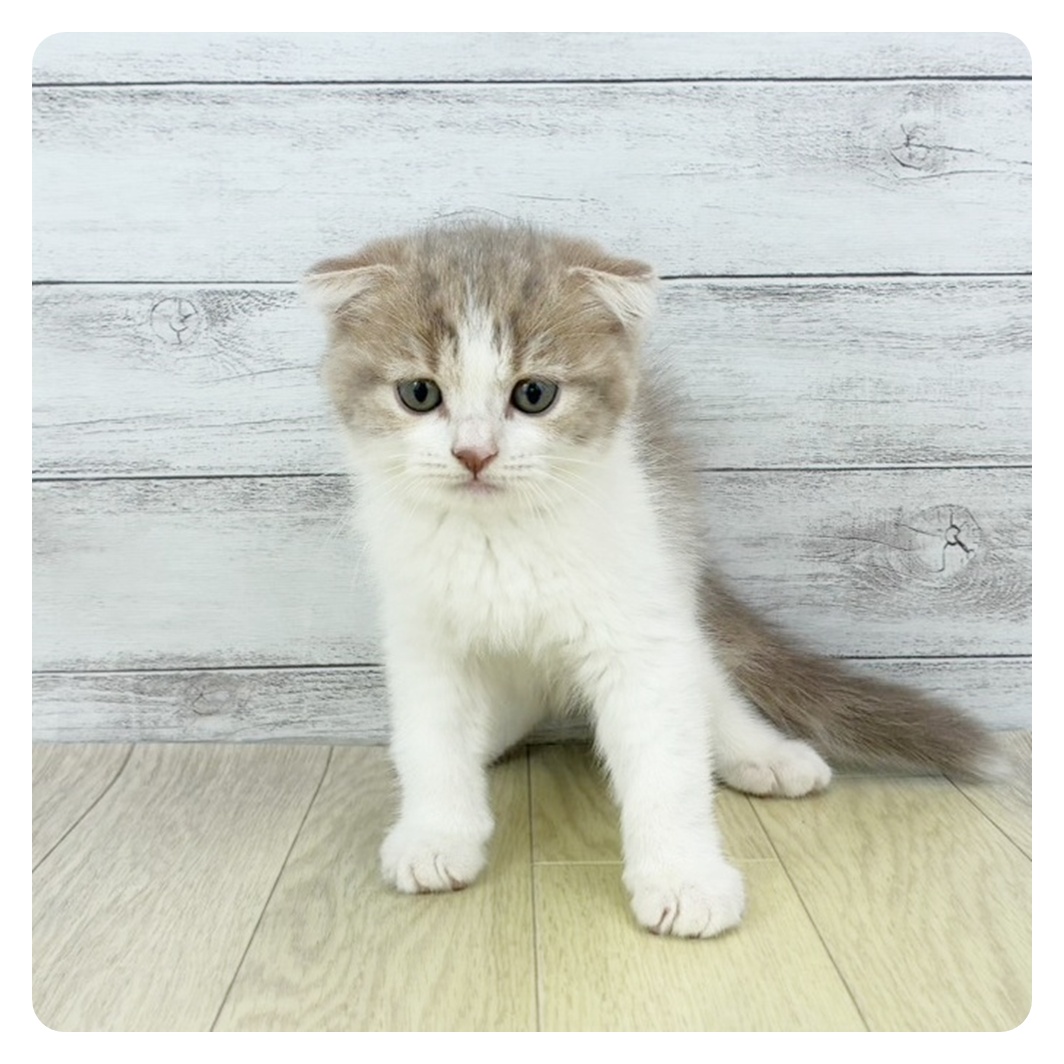 神奈川県のスコティッシュフォールド (犬の家＆猫の里モザイクモール港北店/2025年9月5日生まれ/男の子/ライラックタビー&ホワイト)の子猫の2枚目の画像