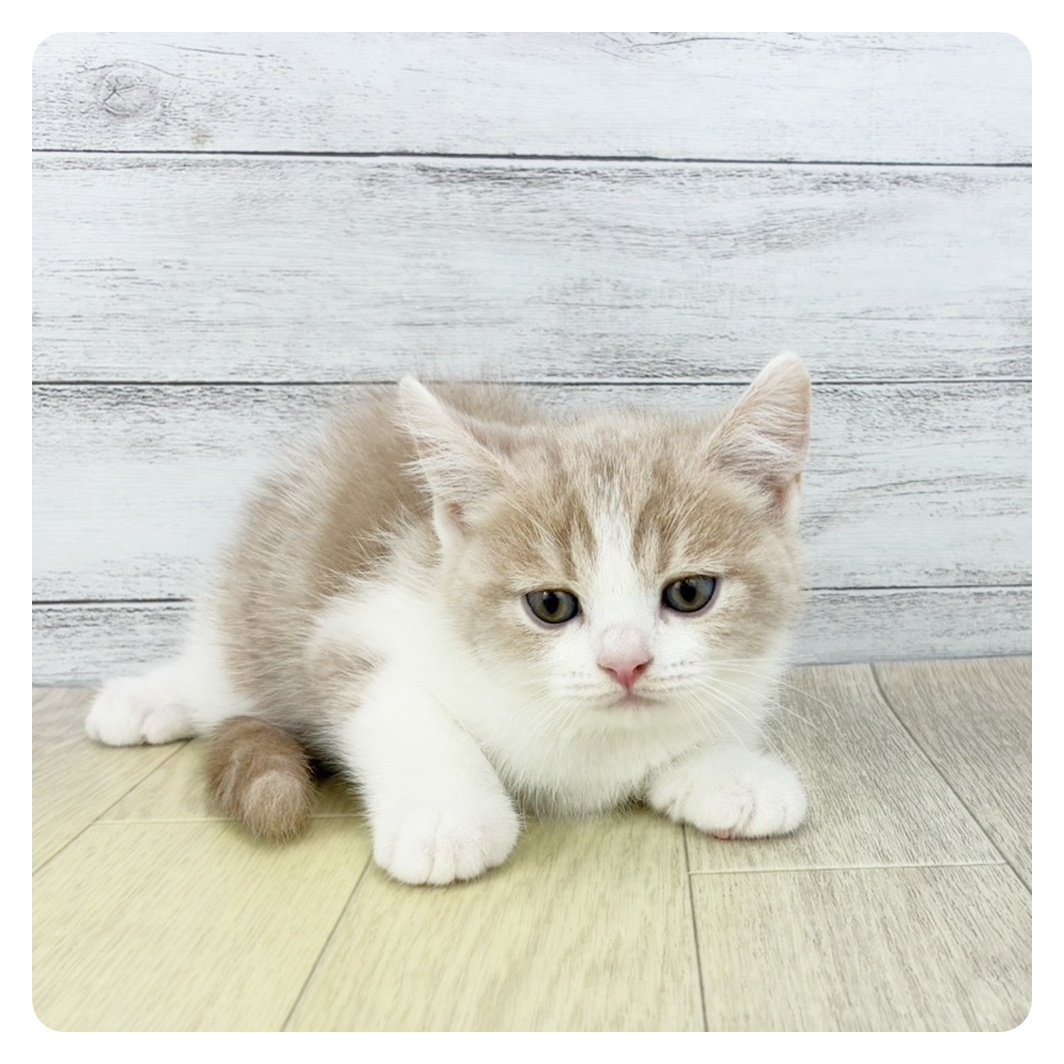 岐阜県のスコティッシュストレート (犬の家＆猫の里岐南店/2025年9月5日生まれ/男の子/クリームタビーホワイト)の子猫の2枚目の画像