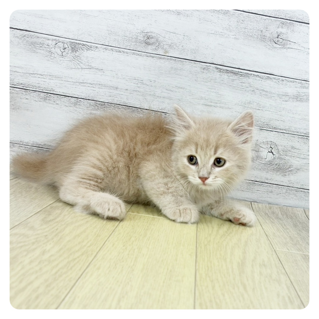 愛知県のサイベリアン (犬の家＆猫の里七宝店/2025年9月11日生まれ/男の子/クリームタビーホワイト)の子猫の4枚目の画像