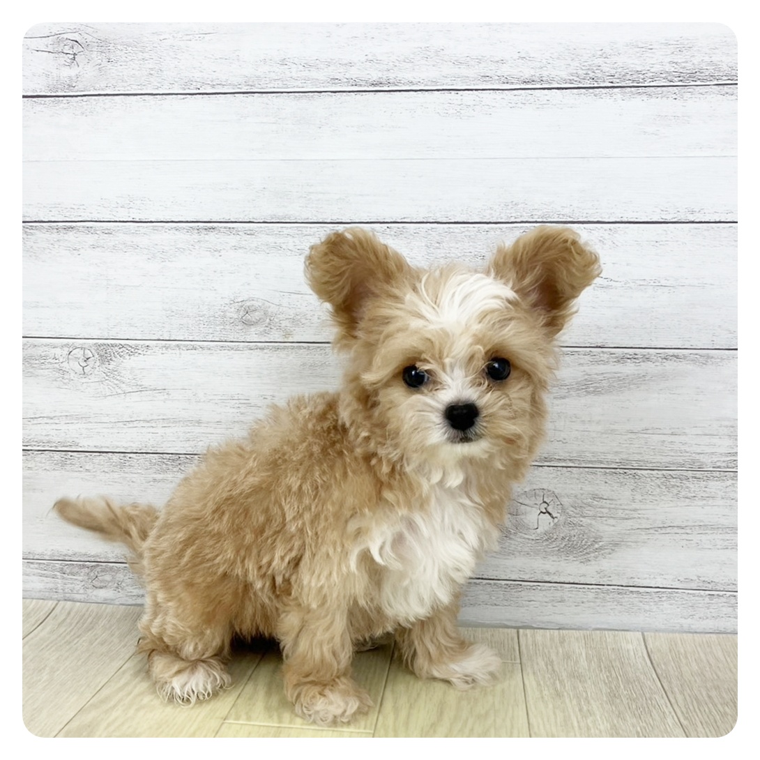 愛知県のチワプー/プーチー(チワワ×プードル) (犬の家＆猫の里春日井本店/2025年9月8日生まれ/男の子/アプリコットホワイト)の子犬の2枚目の画像