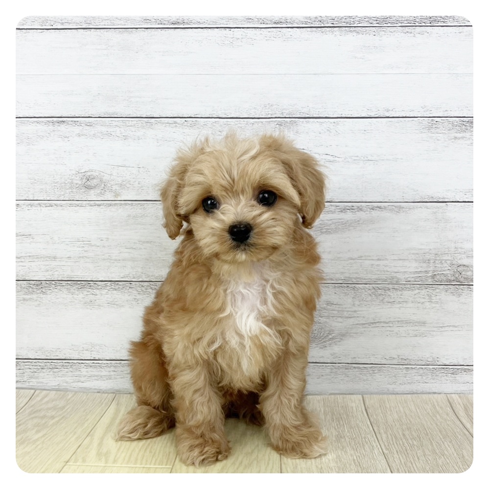 愛知県のチワプー/プーチー(チワワ×プードル) (犬の家＆猫の里豊川インター店/2025年9月8日生まれ/男の子/アプリコットホワイト)の子犬の2枚目の画像