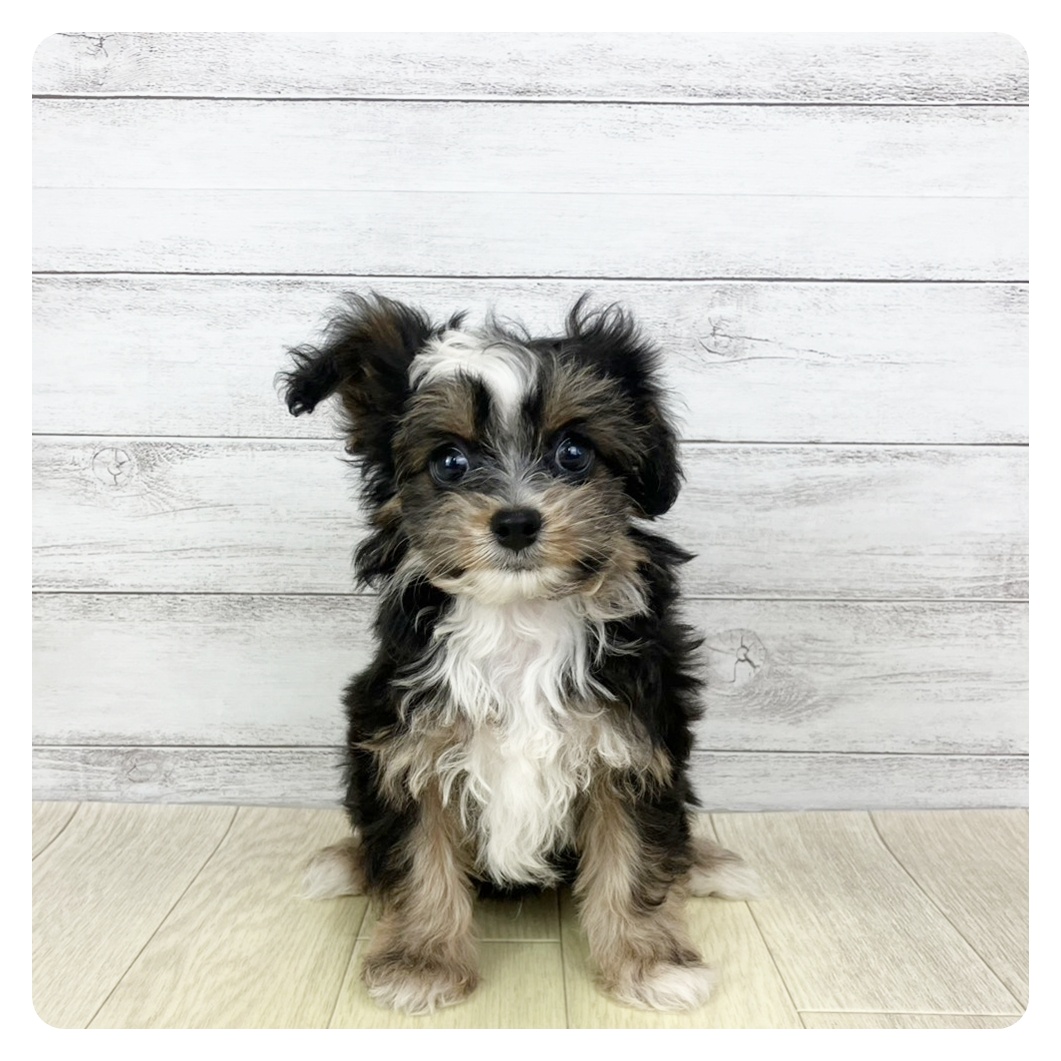 岐阜県のチワプー/プーチー(チワワ×プードル) (犬の家＆猫の里カラフルタウン岐阜店/2025年9月8日生まれ/男の子/ブラックタンホワイト)の子犬の2枚目の画像