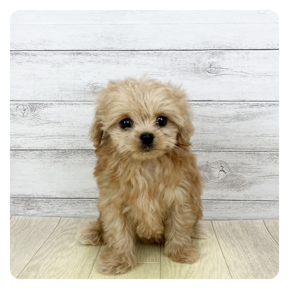 愛知県のチワプー/プーチー(チワワ×プードル) (犬の家＆猫の里愛知刈谷店/2025年9月8日生まれ/女の子/アプリコットホワイト)の子犬の2枚目の画像