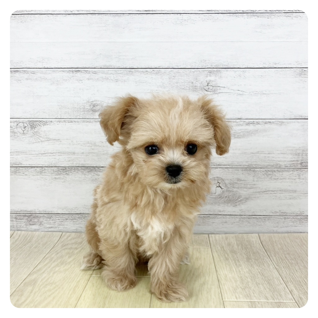 福井県のチワプー/プーチー(チワワ×プードル) (犬の家＆猫の里アミーゴ福井店/2025年9月8日生まれ/女の子/アプリコットホワイト)の子犬の2枚目の画像