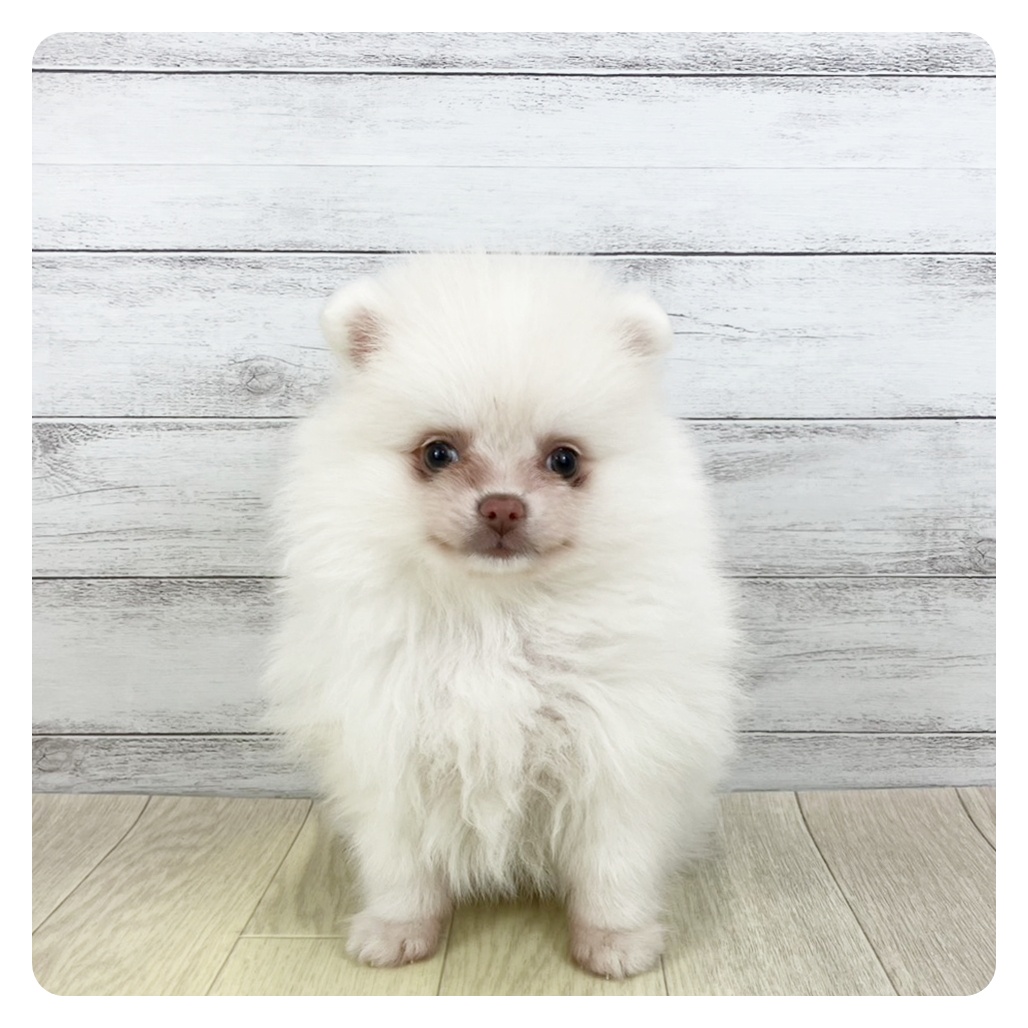愛知県のポメラニアン (犬の家＆猫の里アミーゴ神の倉店/2025年9月12日生まれ/女の子/クリーム)の子犬の4枚目の画像