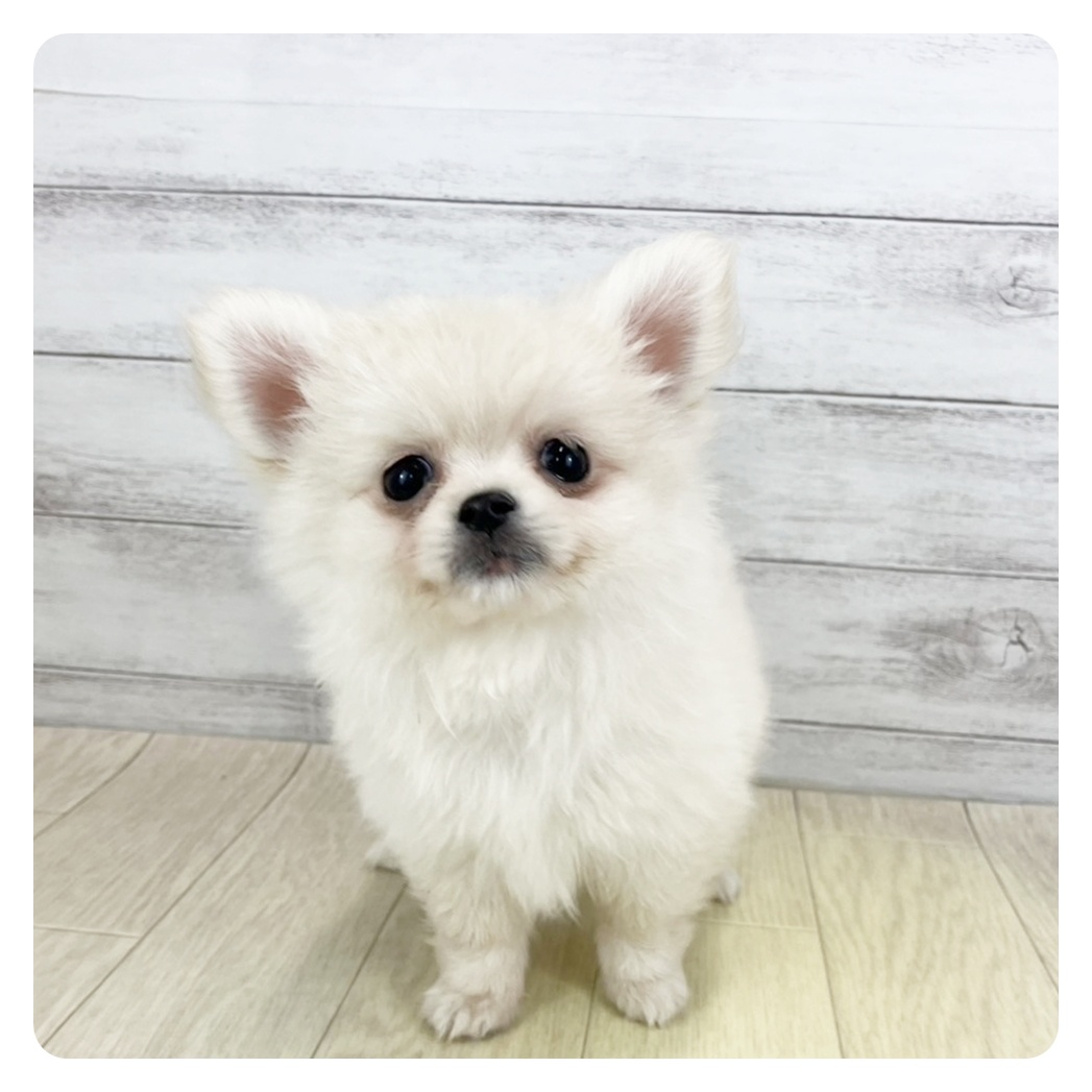 愛知県のポメチワ/チワポメ/ポメチー(ポメラニアン×チワワ) (犬の家＆猫の里MEGAドン・キホーテ東海名和店/2025年9月8日生まれ/女の子/クリーム)の子犬の3枚目の画像
