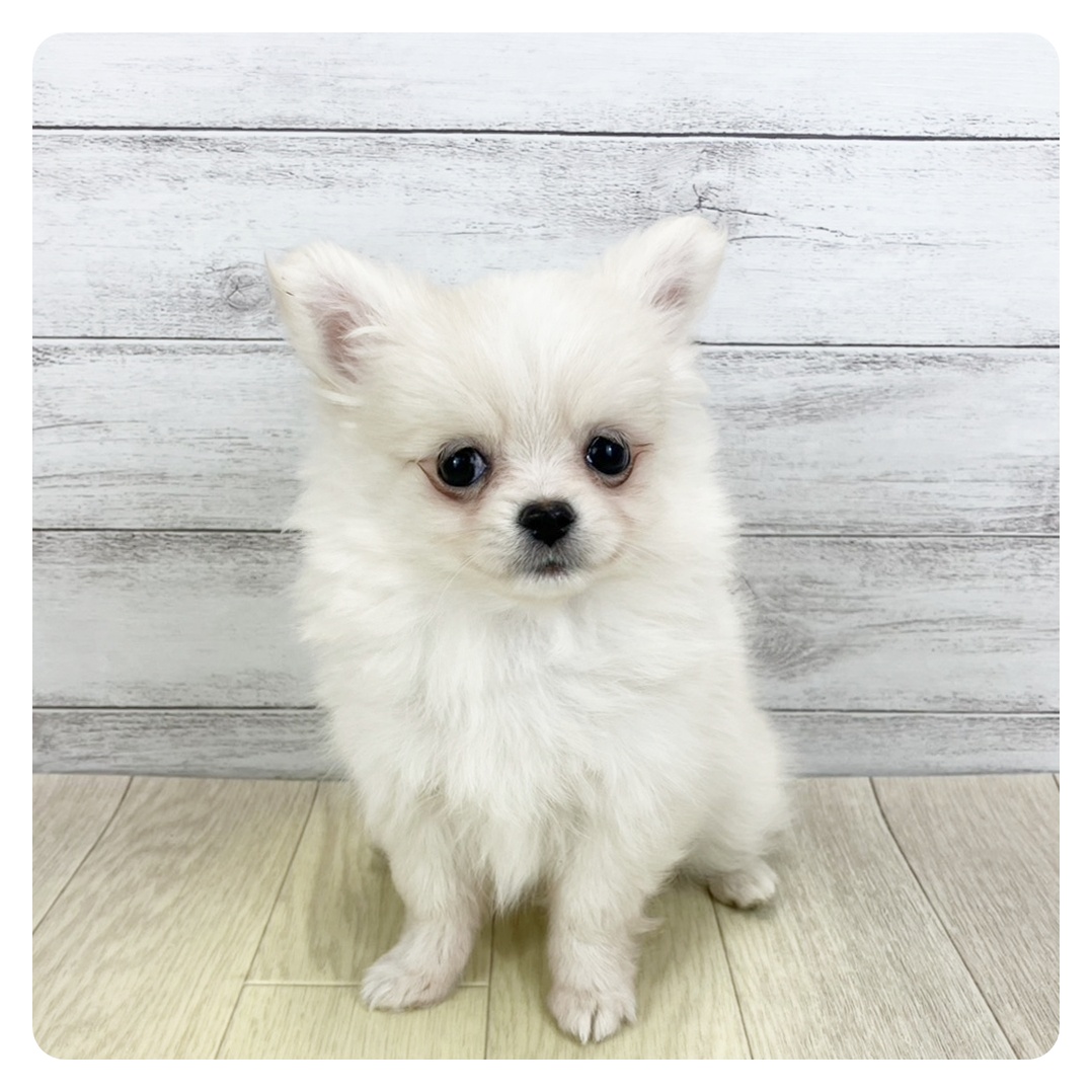 愛知県のポメチワ/チワポメ/ポメチー(ポメラニアン×チワワ) (犬の家＆猫の里春日井本店/2025年9月8日生まれ/女の子/クリーム)の子犬の2枚目の画像