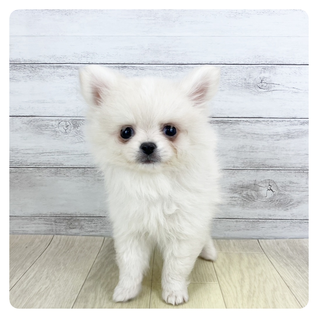 愛知県のポメチワ/チワポメ/ポメチー(ポメラニアン×チワワ) (犬の家＆猫の里愛知刈谷店/2025年9月8日生まれ/男の子/クリーム)の子犬の2枚目の画像