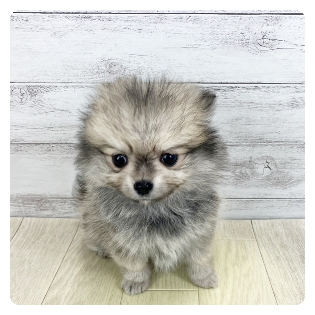 愛知県のポメチワ/チワポメ/ポメチー(ポメラニアン×チワワ) (犬の家＆猫の里春日井本店/2025年9月8日生まれ/男の子/フォーン)の子犬の2枚目の画像