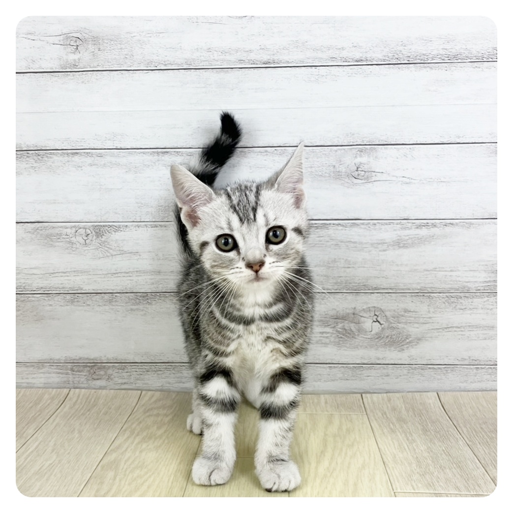 愛知県のアメリカンショートヘアー (犬の家＆猫の里岡崎店/2025年9月6日生まれ/男の子/シルバータビー)の子猫の4枚目の画像