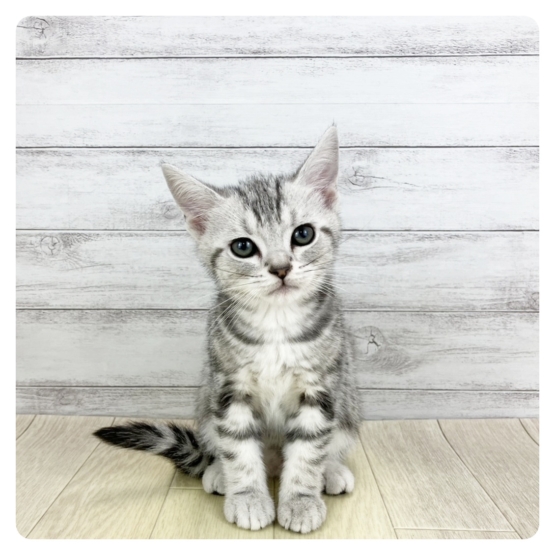 東京都のアメリカンショートヘアー (犬の家＆猫の里新宿店/2025年9月6日生まれ/男の子/シルバータビー)の子猫の2枚目の画像