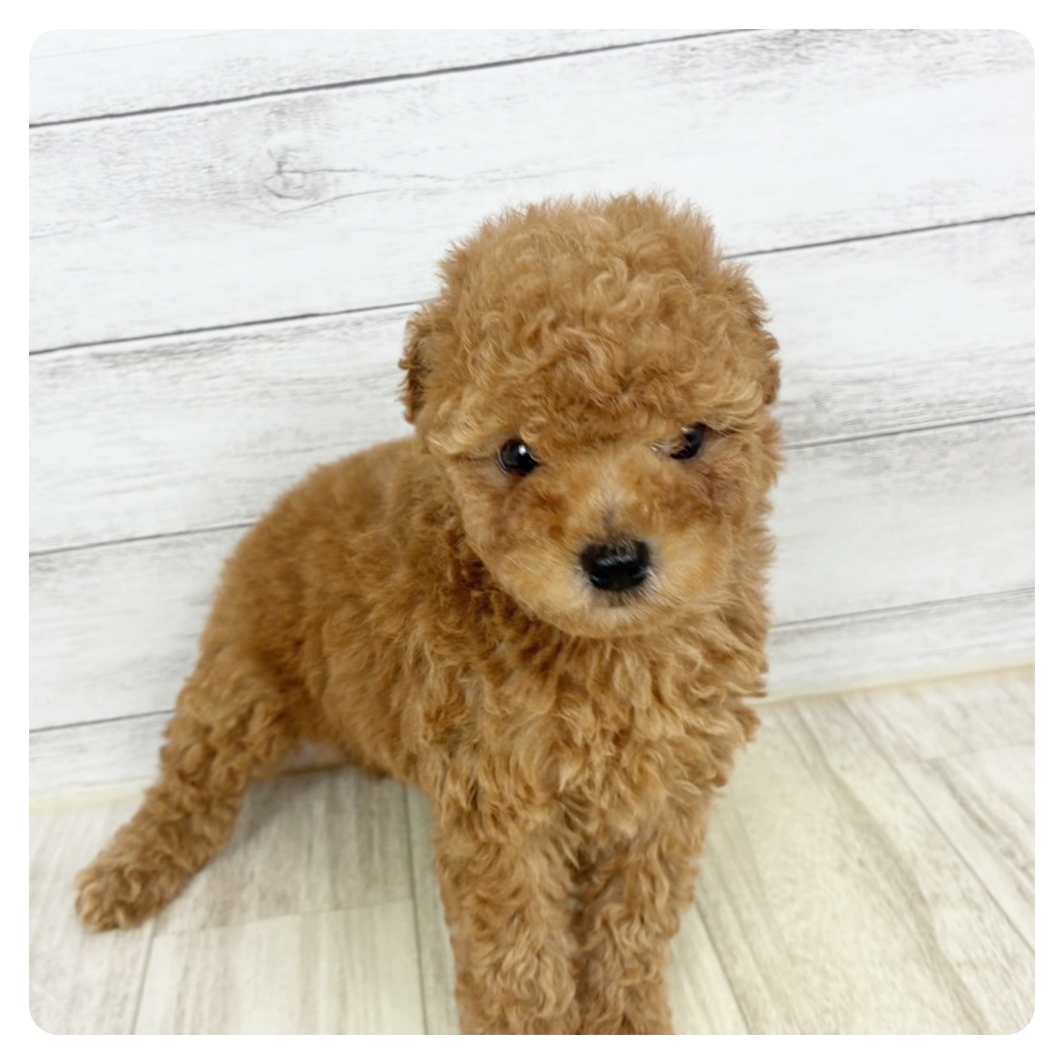 岡山県のトイプードル(トイ) (犬の家＆猫の里倉敷中庄店/2025年9月8日生まれ/男の子/レッド)の子犬