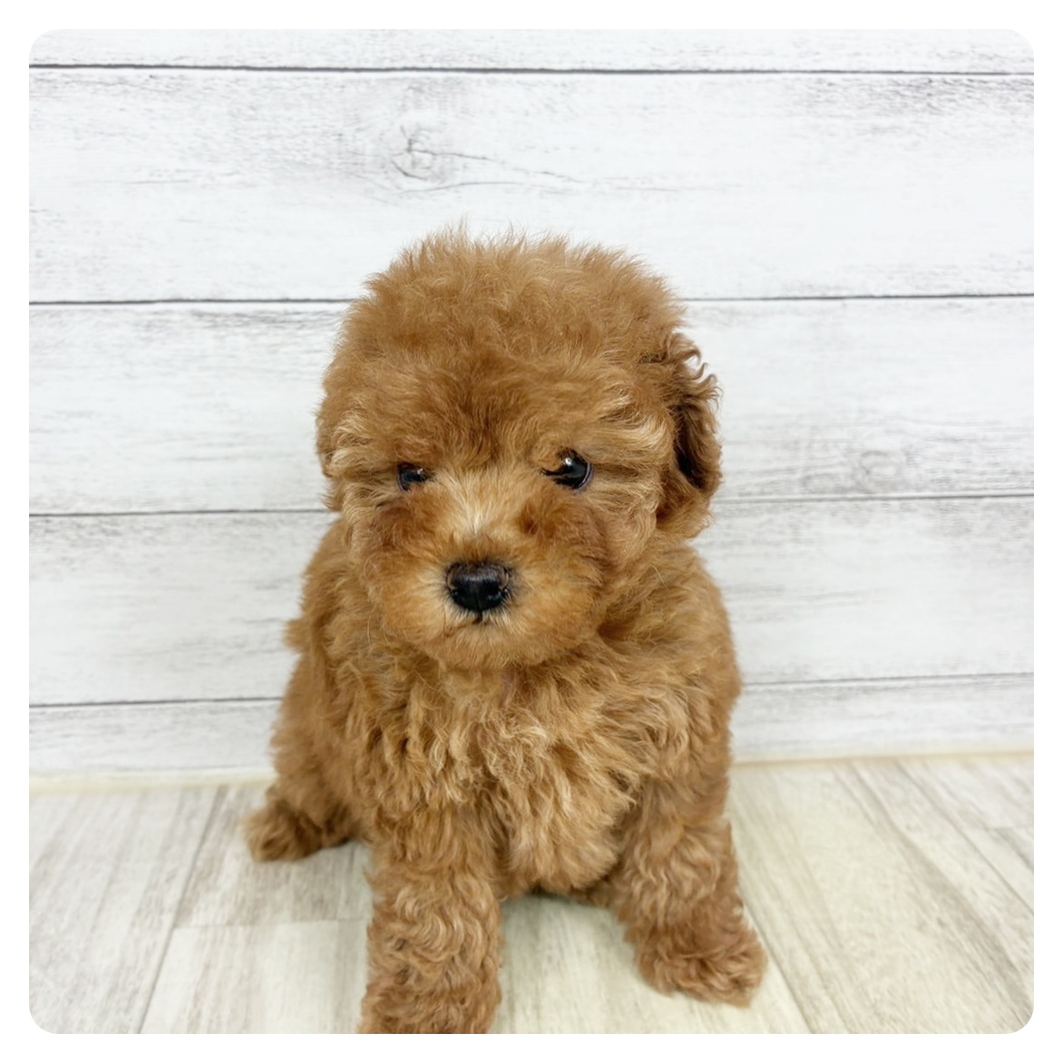 石川県のトイプードル(トイ) (犬の家＆猫の里金沢店/2025年9月8日生まれ/女の子/レッド)の子犬