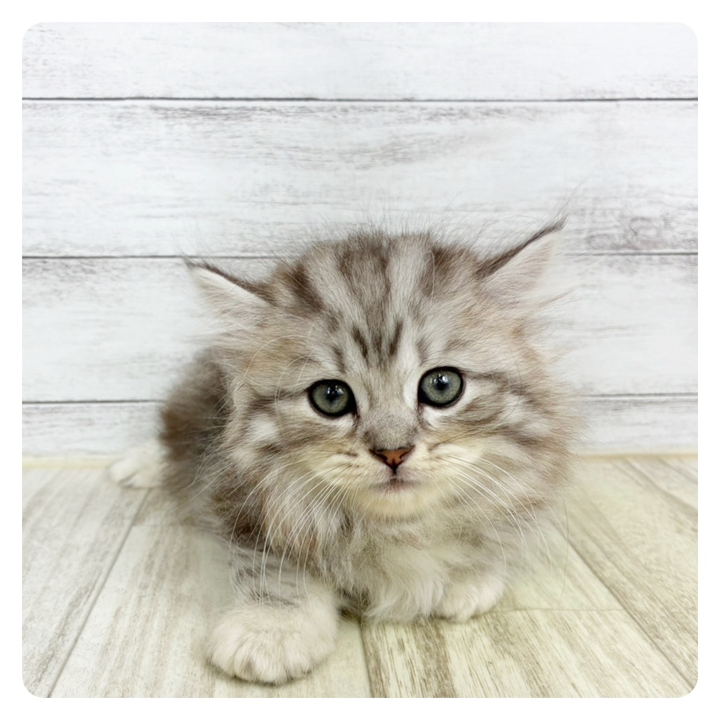 福岡県のミヌエット (犬の家＆猫の里トリアス久山店/2025年9月13日生まれ/男の子/シルバータビーホワイト)の子猫