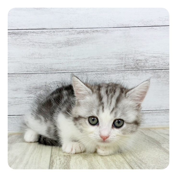 富山県のミヌエット (犬の家＆猫の里アミーゴ高岡蓮花寺店/2025年9月13日生まれ/男の子/シルバータビーホワイト)の子猫