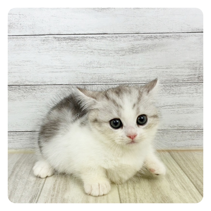 兵庫県のミヌエット (犬の家＆猫の里川西店/2025年9月13日生まれ/女の子/シルバータビーホワイト)の子猫の2枚目の画像