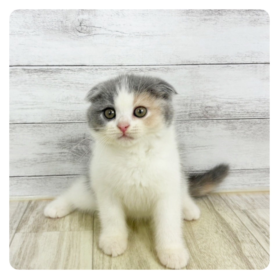福岡県のスコティッシュフォールド (犬の家＆猫の里トリアス久山店/2025年9月10日生まれ/女の子/ダイリュートキャリコ)の子猫