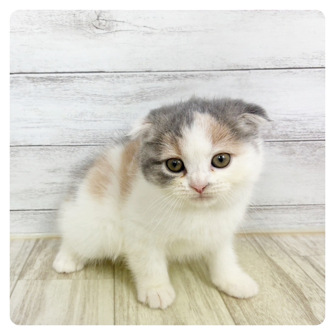 福岡県のスコティッシュフォールド (犬の家＆猫の里シュロアモール筑紫野店/2025年9月10日生まれ/女の子/ダイリュートキャリコ)の子猫
