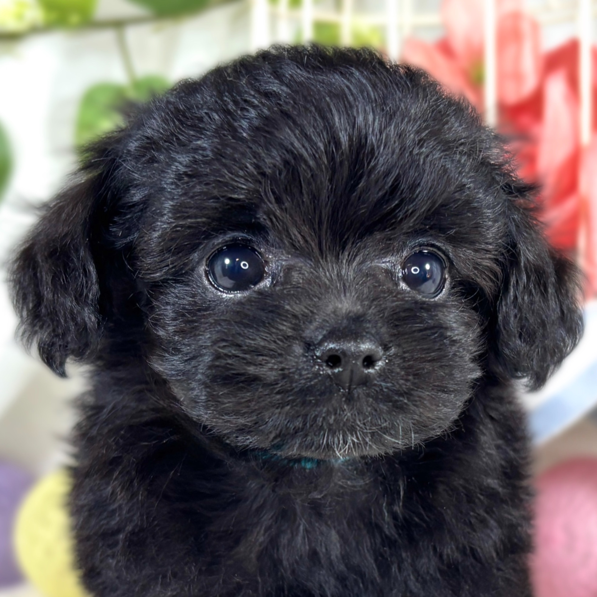 神奈川県のチワプー/プーチー(チワワ×プードル) (犬の家＆猫の里モザイクモール港北店/2025年9月12日生まれ/女の子/ブラック)の子犬