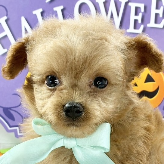 静岡県のチワプー/プーチー(チワワ×プードル) (犬の家＆猫の里プレ葉ウォーク浜北店/2025年9月11日生まれ/男の子/アプリコット)の子犬