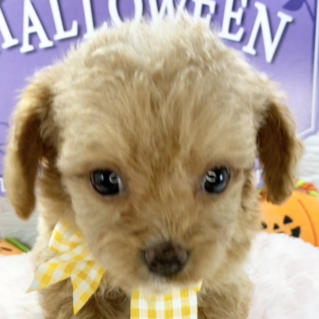 静岡県のチワプー/プーチー(チワワ×プードル) (犬の家＆猫の里MEGAドン・キホーテ袋井店/2025年9月11日生まれ/男の子/アプリコットホワイト)の子犬の1枚目の画像