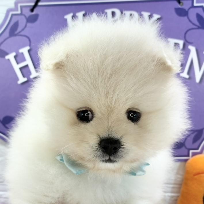 静岡県のポメラニアン (犬の家＆猫の里MEGAドン・キホーテ袋井店/2025年9月12日生まれ/女の子/クリーム)の子犬の1枚目の画像