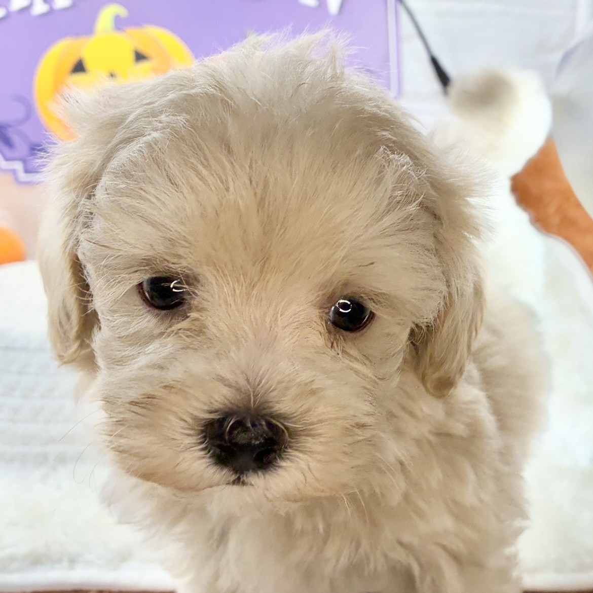 静岡県のマルプー(マルチーズ×プードル) (犬の家＆猫の里プレ葉ウォーク浜北店/2025年9月12日生まれ/男の子/クリームホワイト)の子犬