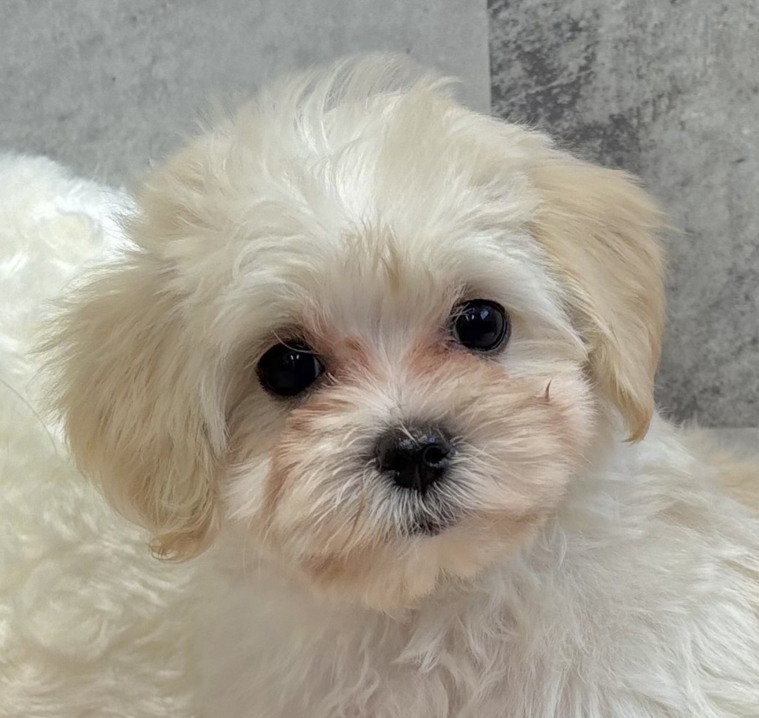 福井県のマルプー(マルチーズ×プードル) (犬の家＆猫の里アミーゴ福井店/2025年9月11日生まれ/女の子/クリーム)の子犬の1枚目の画像
