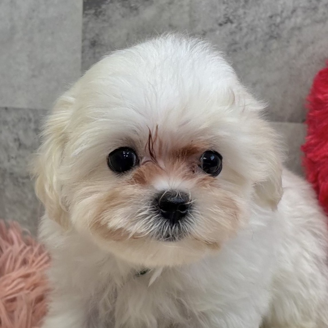 石川県のマルプー(マルチーズ×プードル) (犬の家＆猫の里金沢店/2025年9月11日生まれ/女の子/クリームホワイト)の子犬
