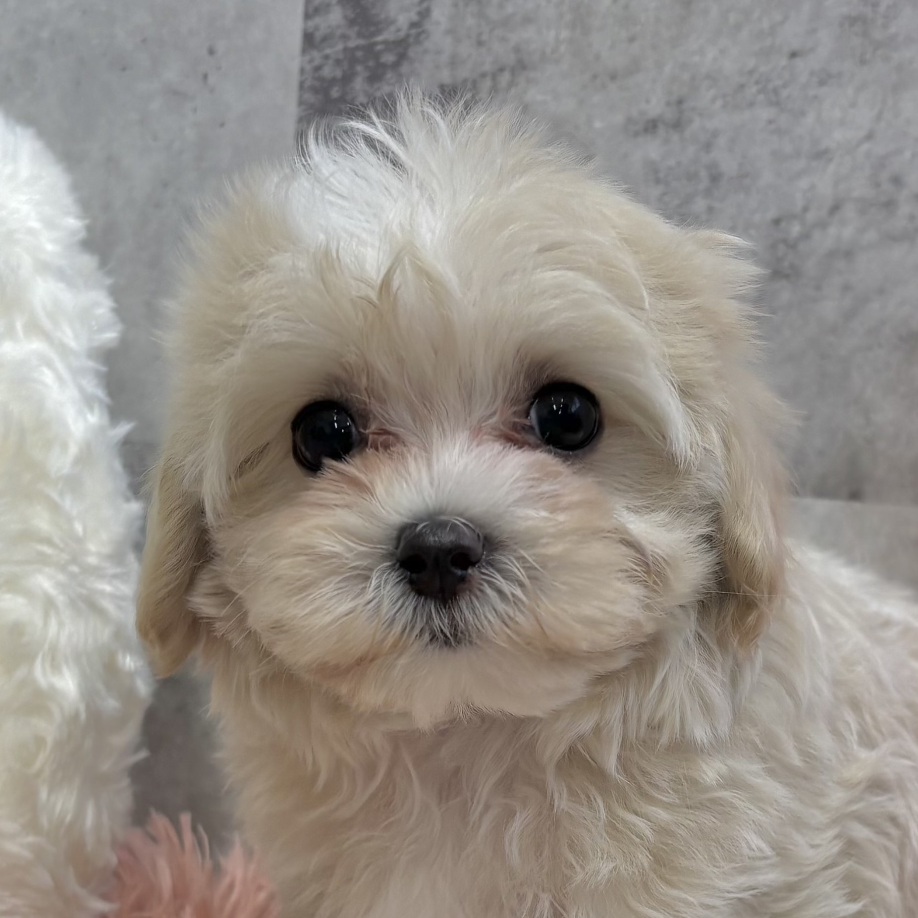 福岡県のマルプー(マルチーズ×プードル) (犬の家＆猫の里シュロアモール筑紫野店/2025年9月11日生まれ/女の子/クリームホワイト)の子犬