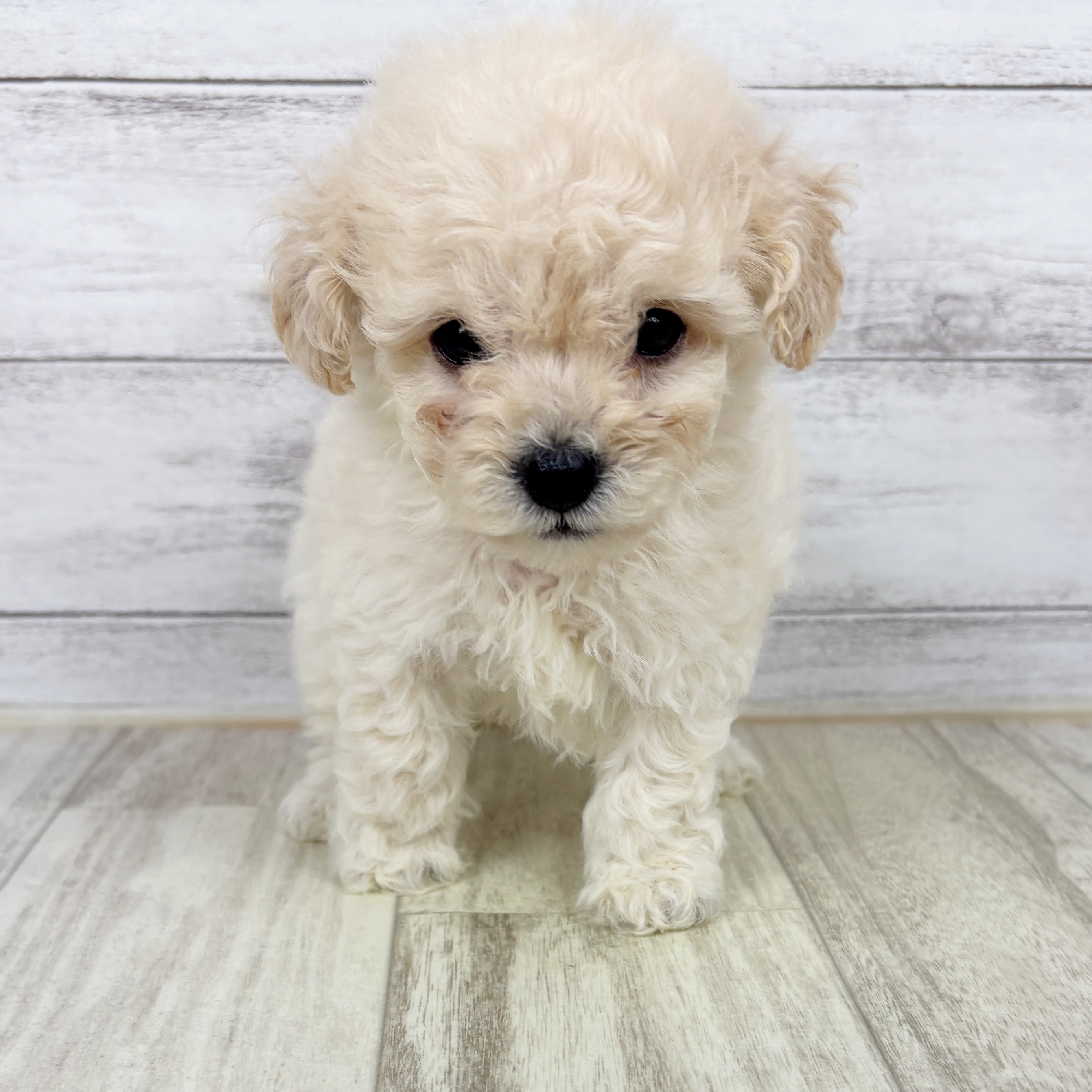 大阪府のビションプー(ビションフリーゼ×プードル) (犬の家＆猫の里吹田店/2025年9月13日生まれ/女の子/クリーム)の子犬