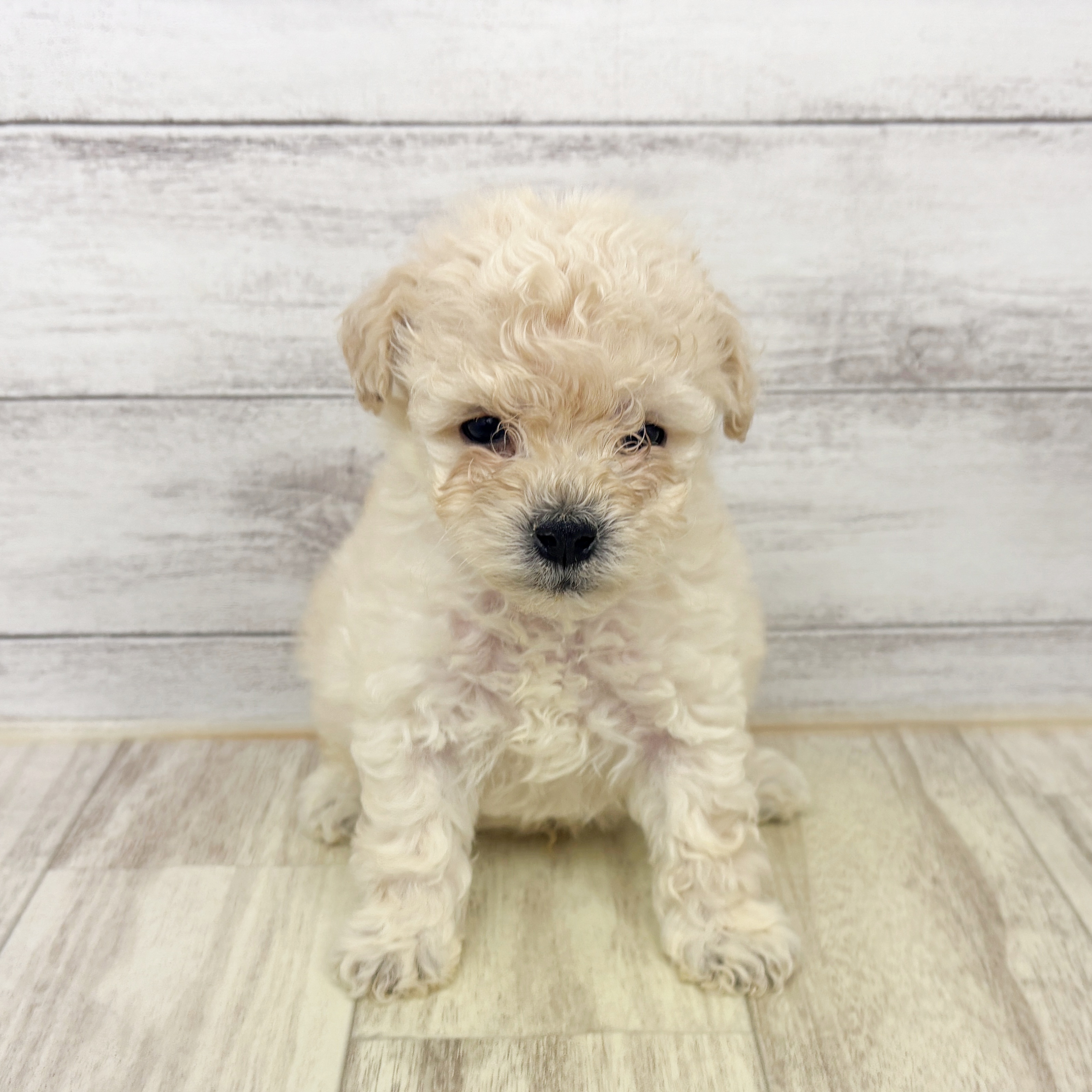 兵庫県のビションプー(ビションフリーゼ×プードル) (犬の家＆猫の里川西店/2025年9月13日生まれ/男の子/クリーム)の子犬