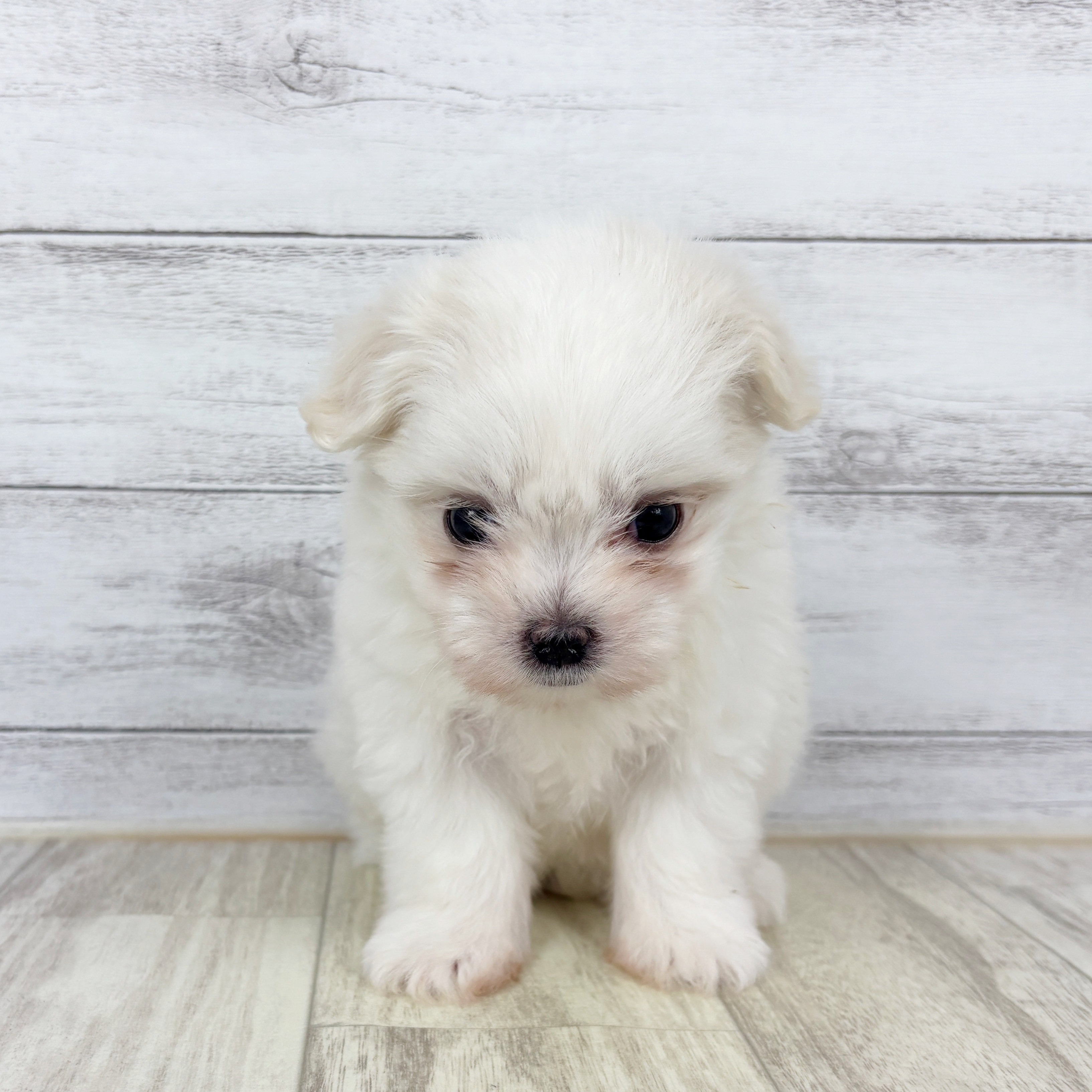 兵庫県のマルチーズ (犬の家＆猫の里川西店/2025年9月13日生まれ/女の子/ホワイト)の子犬