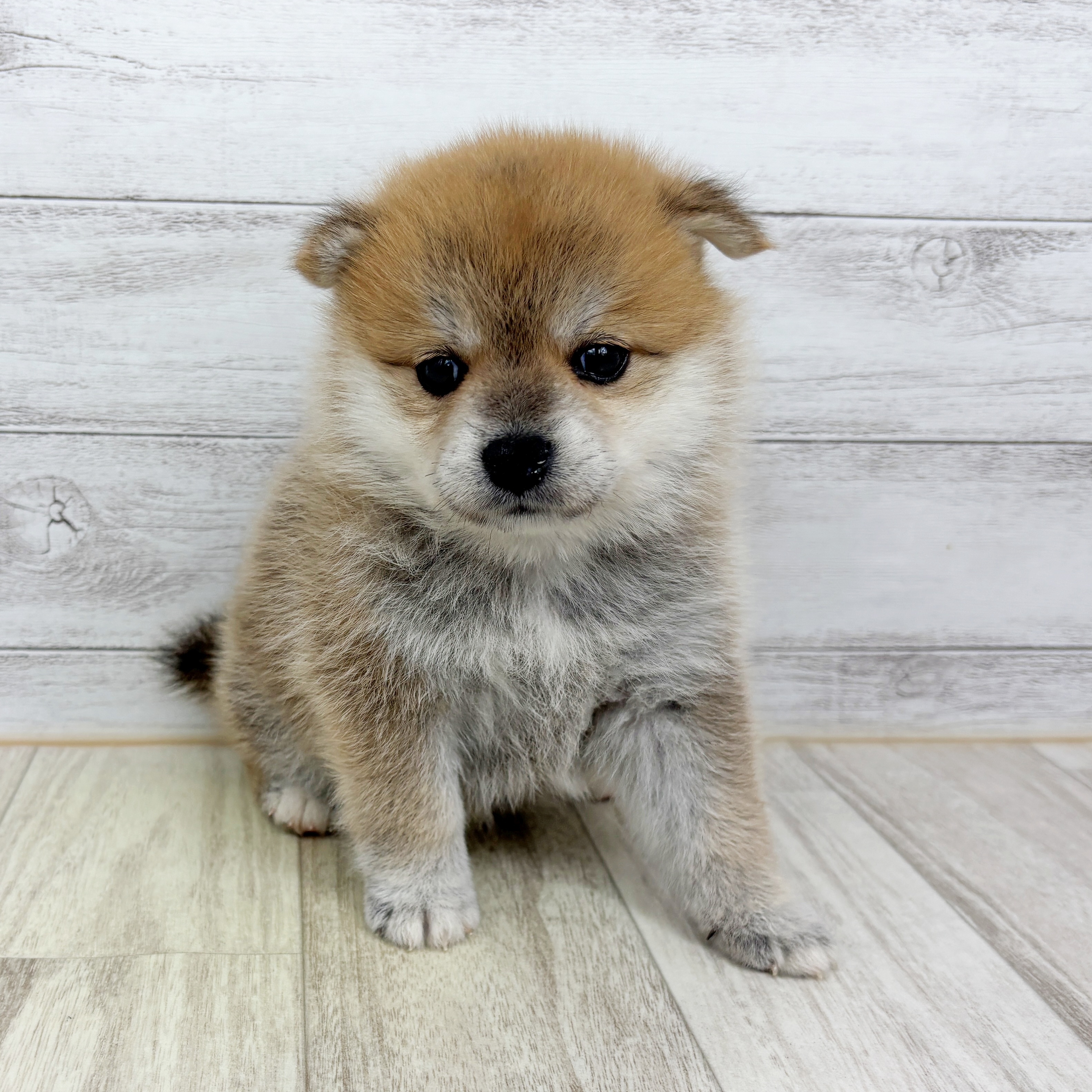 兵庫県のポメ柴/豆ポメ/ポメ豆柴(ポメラニアン×柴犬) (犬の家＆猫の里神戸店/2025年9月12日生まれ/女の子/赤)の子犬