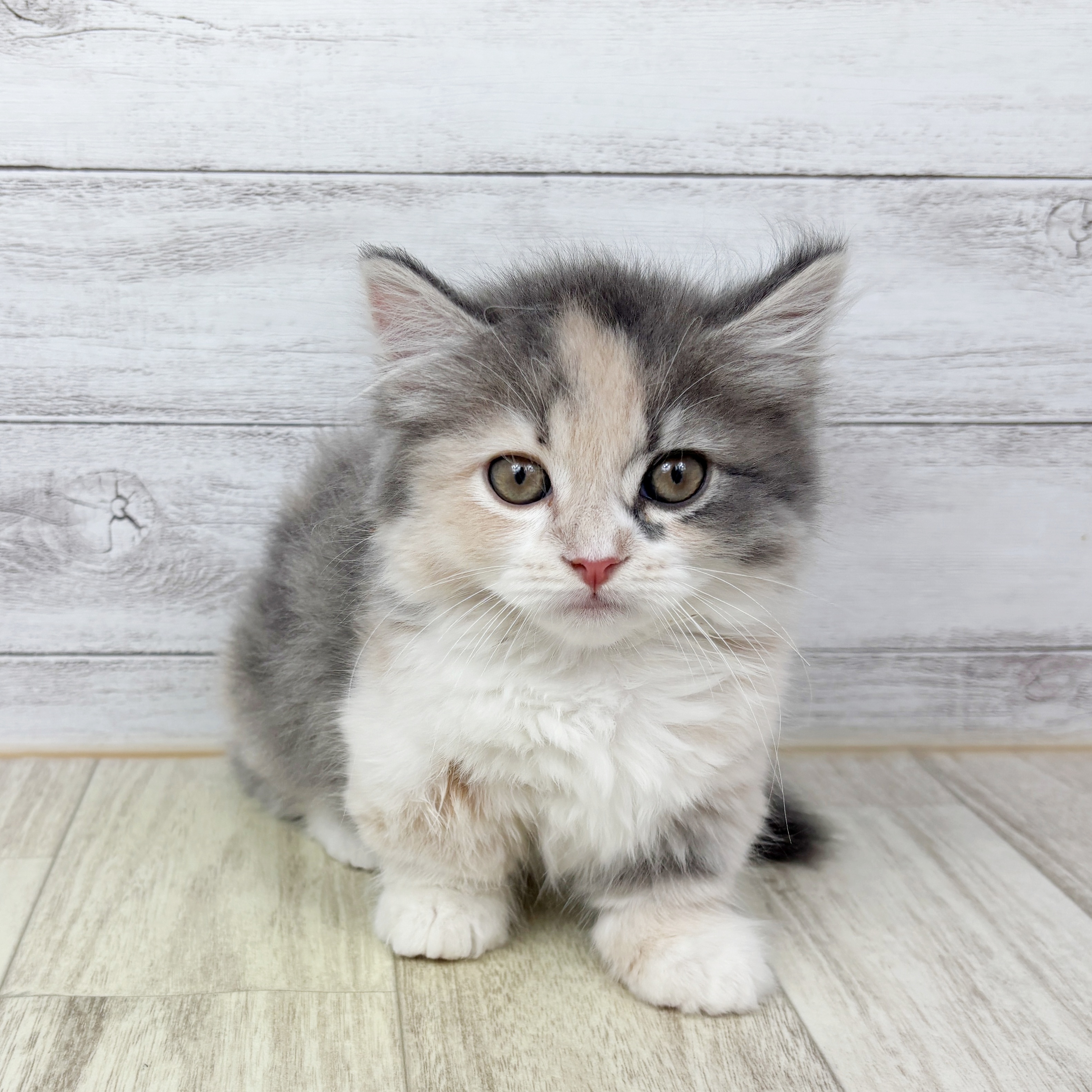 大阪府のミヌエット (犬の家＆猫の里もりのみやキューズモールBASE店/2025年9月6日生まれ/女の子/ブルーパッチドタビーホワイト)の子猫の2枚目の画像